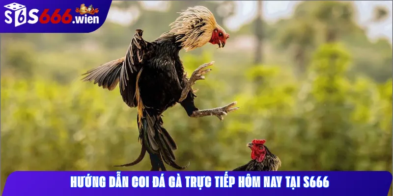 Hướng dẫn coi đá gà trực tiếp hôm nay tại S666