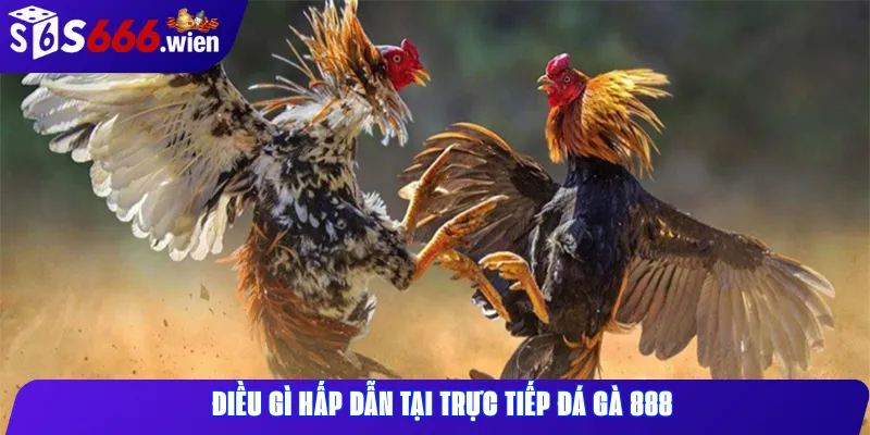 Điều gì hấp dẫn tại trực tiếp đá gà 888
