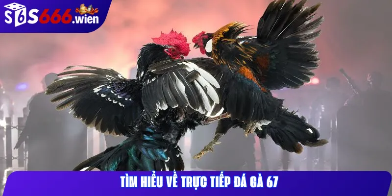 Tìm hiểu về trực tiếp đá gà 67