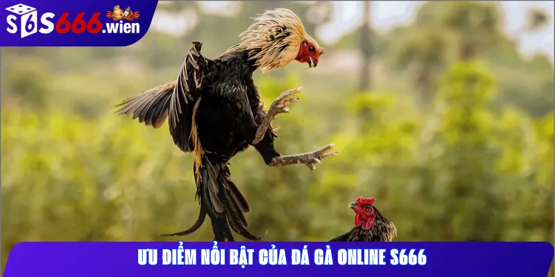 Ưu điểm nổi bật của đá gà online S666